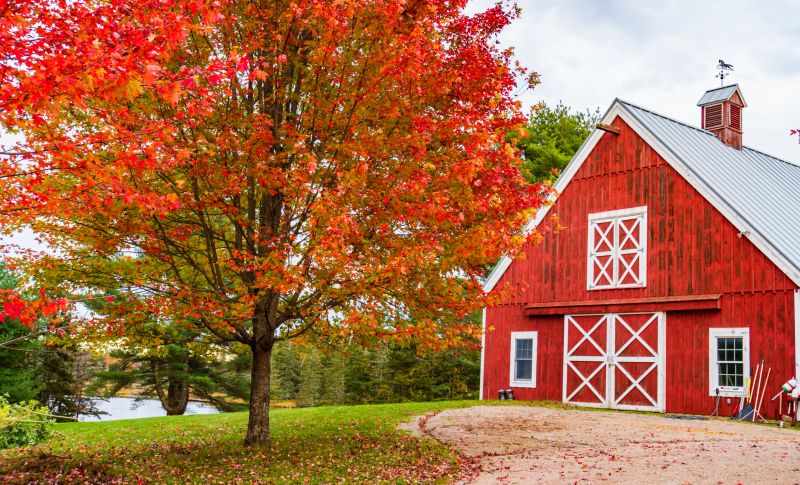 Barn Siding Painting in Fall